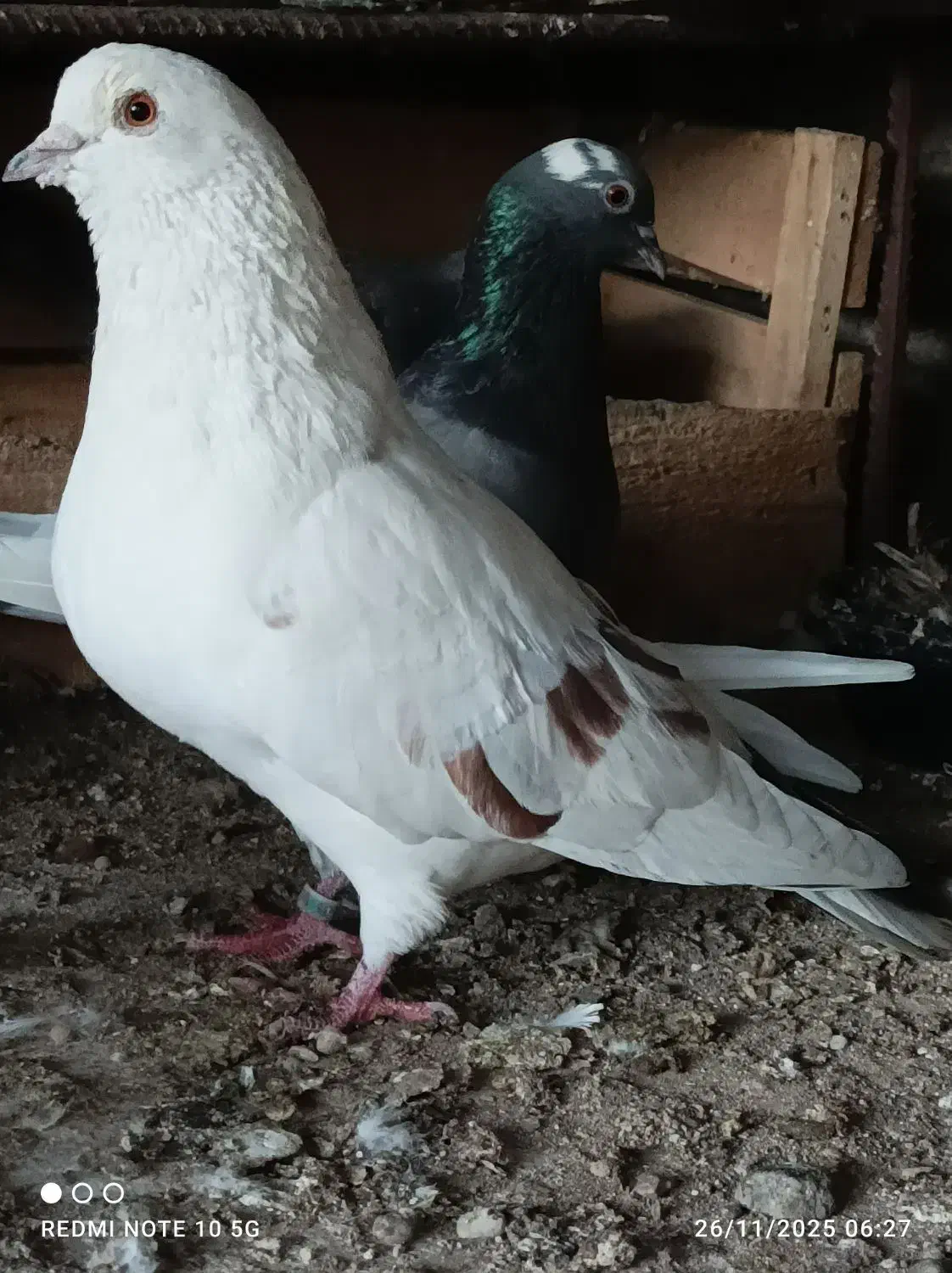 خالـپیس|پرنده|بندرعباس, |دیوار