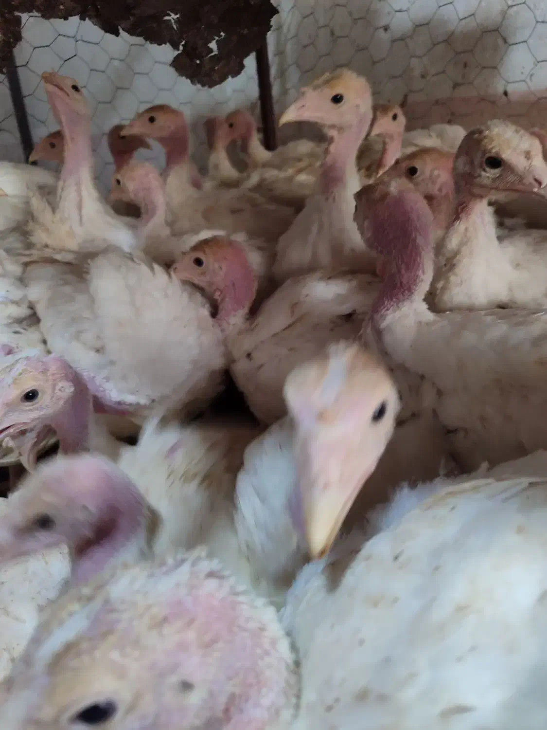 جوجه بوقلمون بیوتی|حیوانات مزرعه|زابل, |دیوار