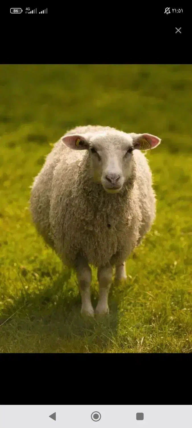 پیر میش چهار ماهه ابستن با سونگرافی|حیوانات مزرعه|آبکوه, |دیوار