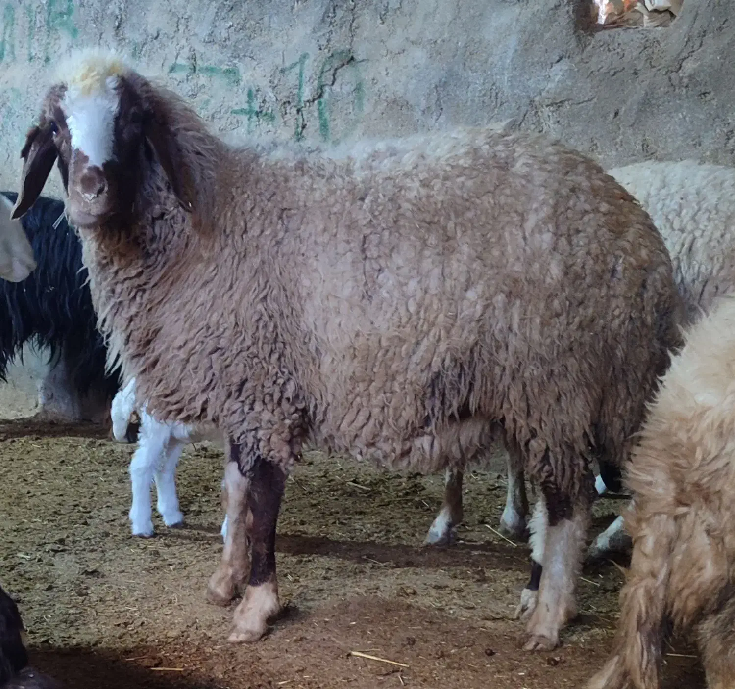 یک راس شک آبستن قیمت 18میلیون|حیوانات مزرعه|گوآور, |دیوار