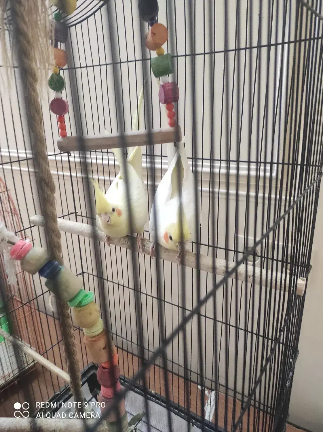 یک جفت طوطی عروس هلندی|پرنده|کرمان, |دیوار