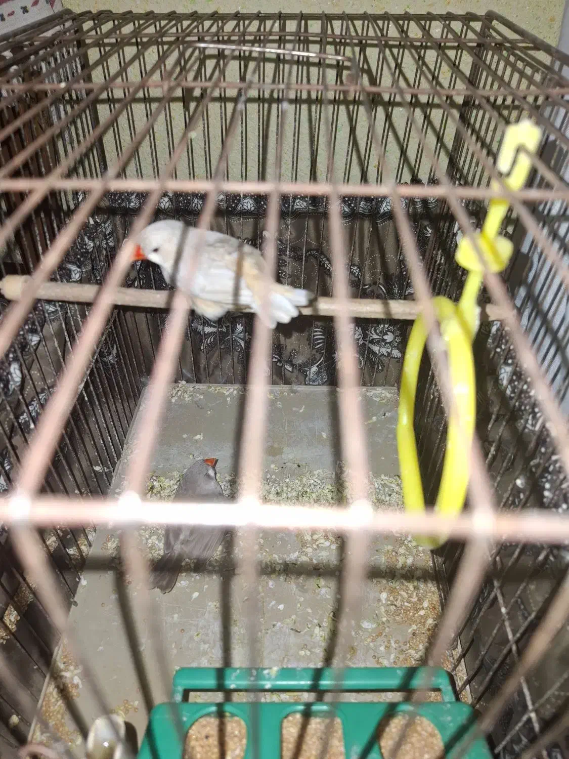 فروش عروس هلندی و فنچ|پرنده|رباطکریم, رباطکریم|دیوار