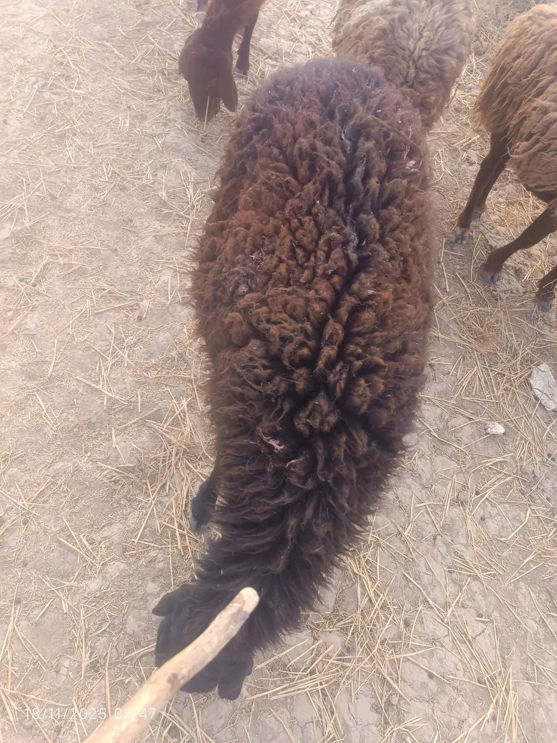 پشم گوسفند 500کیلو موجود هست|حیوانات مزرعه|سرولایت, |دیوار