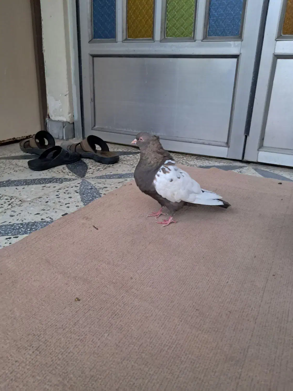 سینه ای سیاه|پرنده|دزفول, |دیوار