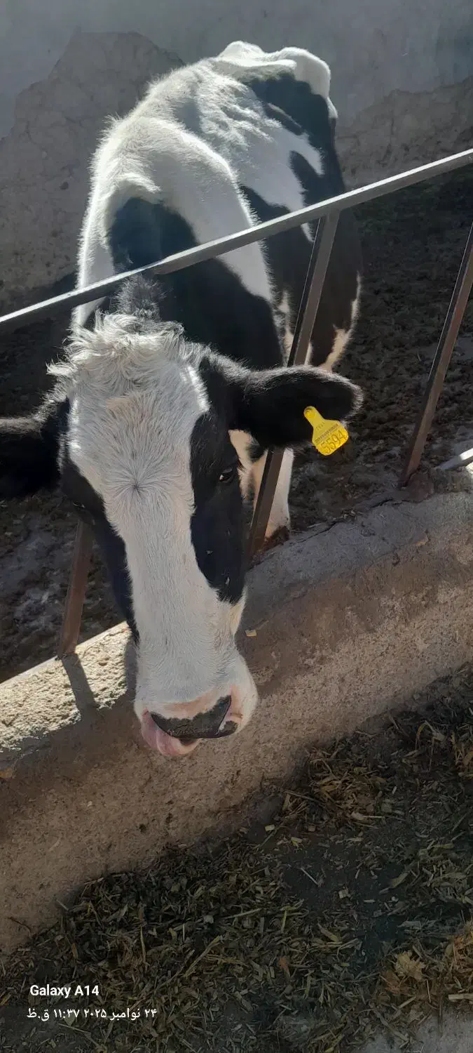 گاو شکم ۳|حیوانات مزرعه|آبکوه, |دیوار