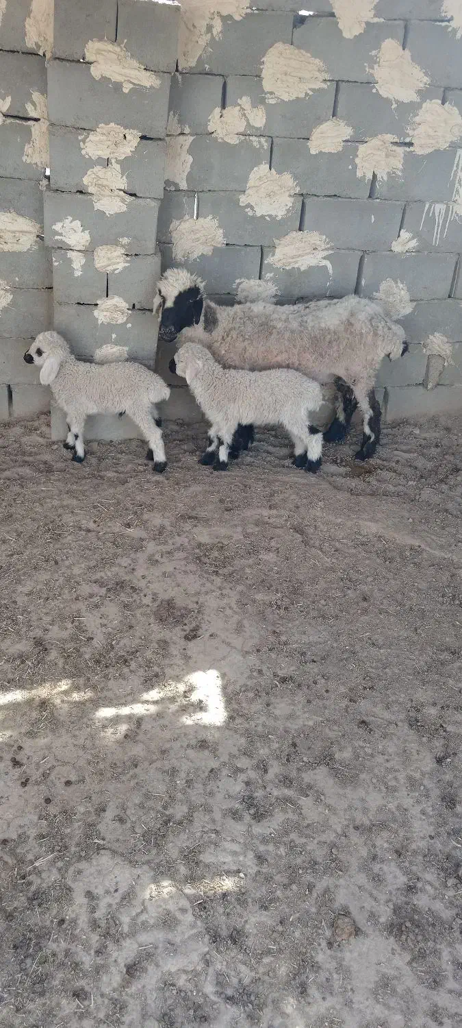 گوسفند جملی جوان بادوبره نر|حیوانات مزرعه|زابل, |دیوار