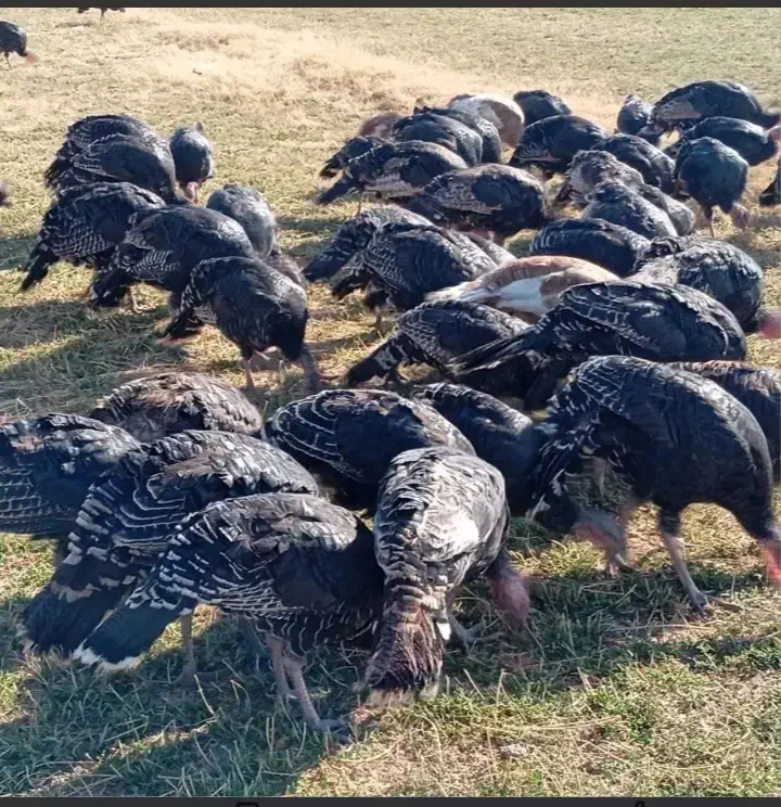 بقلمون|حیوانات مزرعه|سرخنکلاته, |دیوار