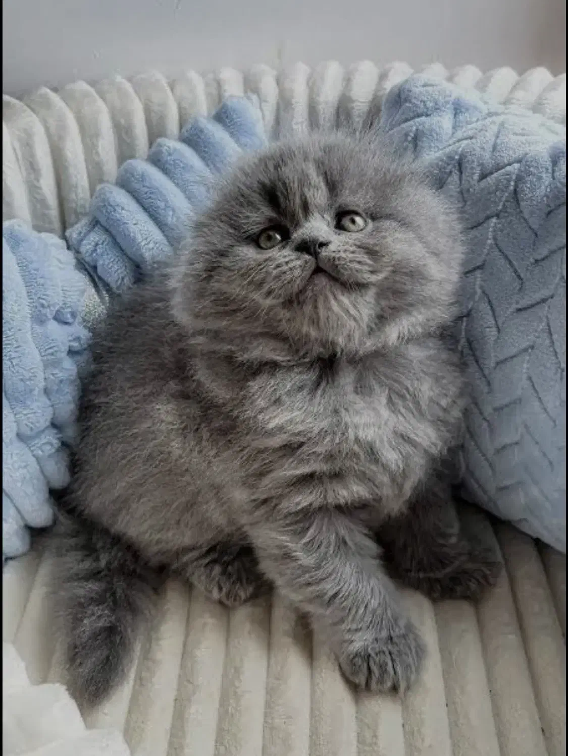 گربه بریتیش لانگ هیر با اصالت|گربه|تهران, آسمان|دیوار