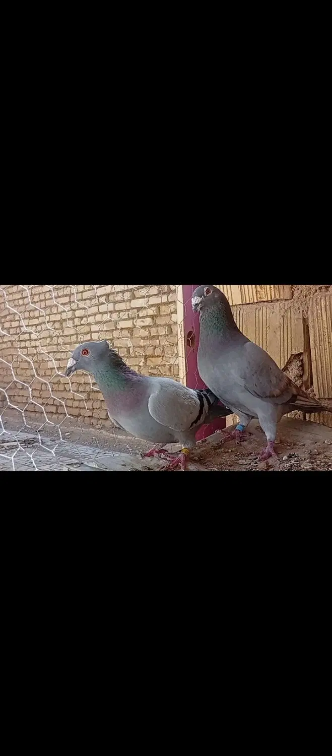 کبووتر و|پرنده|آباده, |دیوار
