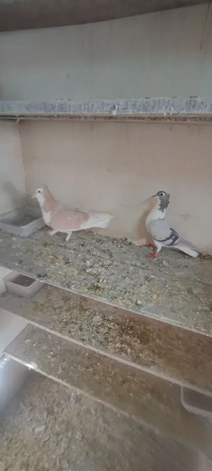 دمگیر کاکلی|پرنده|اصفهان, دانشگاه اصفهان|دیوار