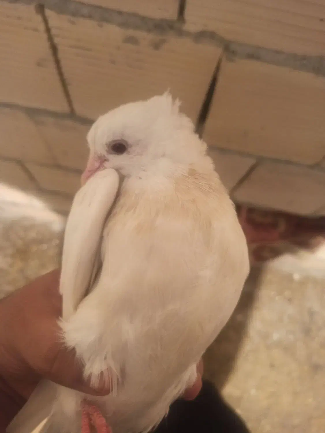 کبوتر طوقی|پرنده|سرپل ذهاب, |دیوار