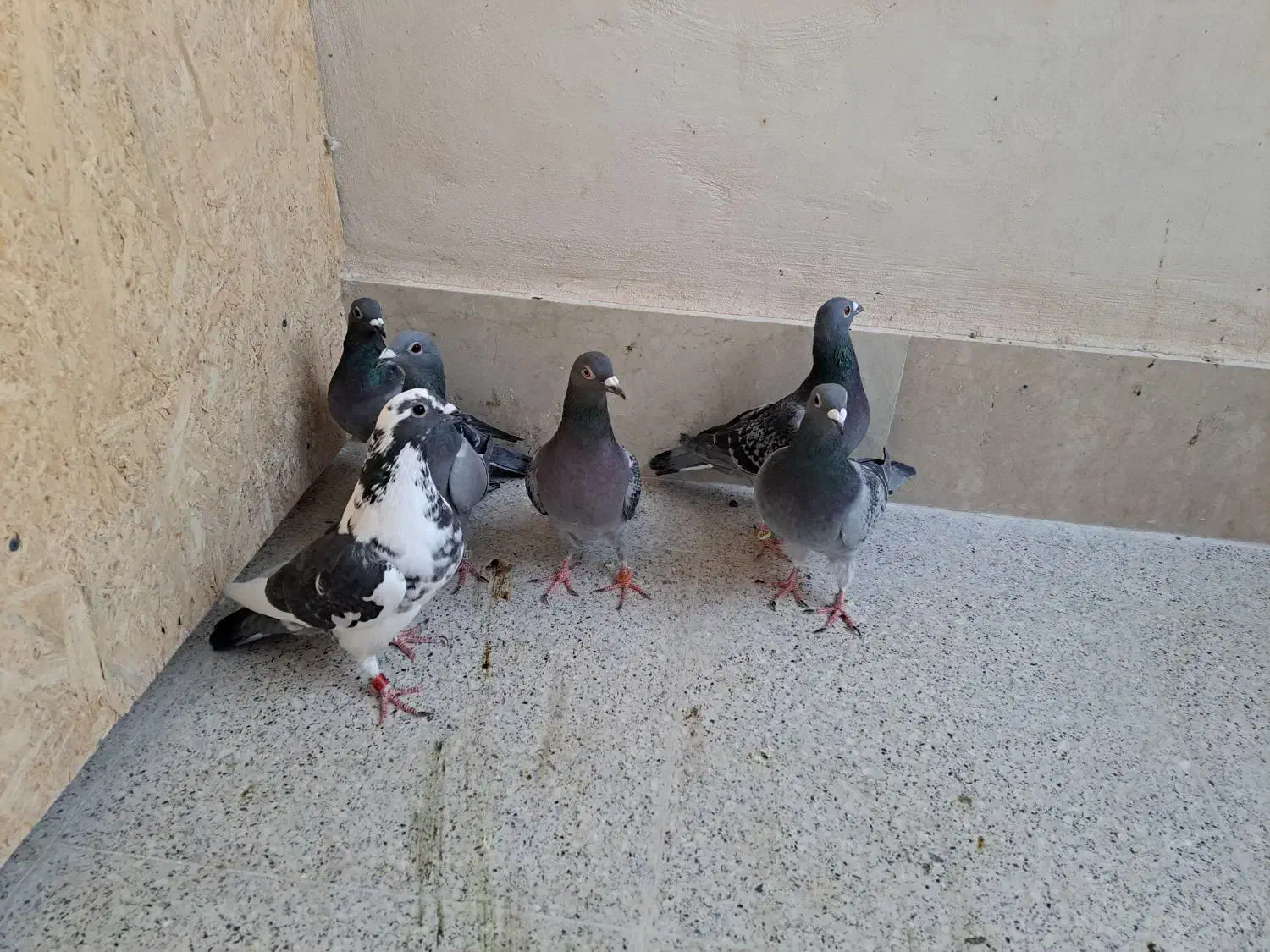 کبوتر المانی|پرنده|بیرجند, |دیوار