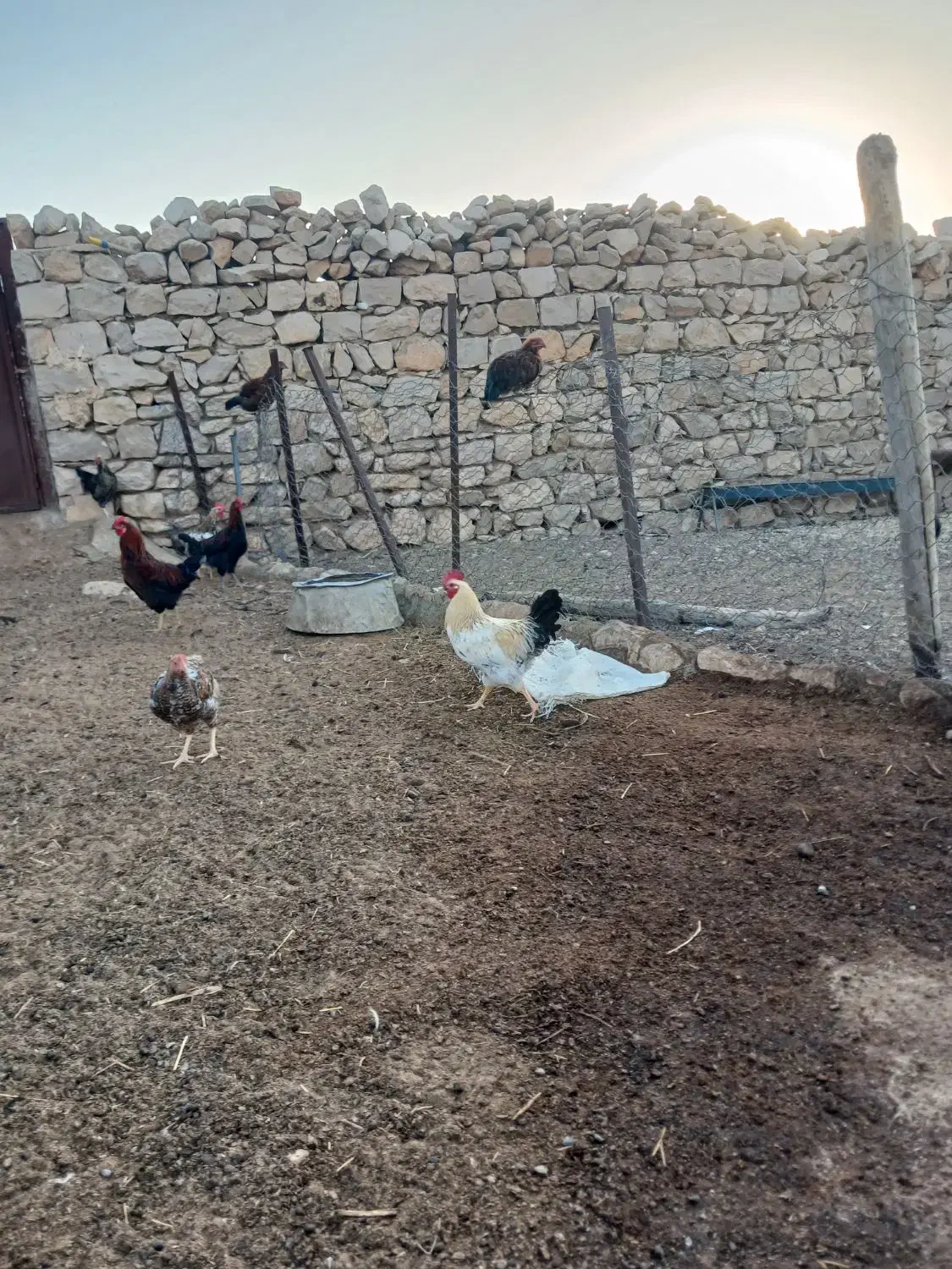 خروس|حیوانات مزرعه|سرپل ذهاب, |دیوار