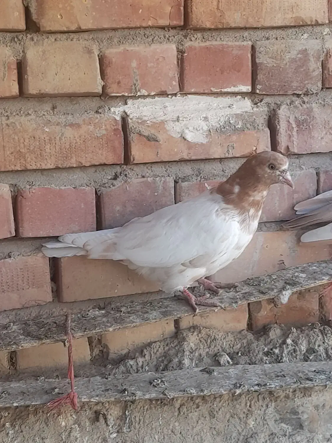 کبوتر|پرنده|میاندوآب, |دیوار