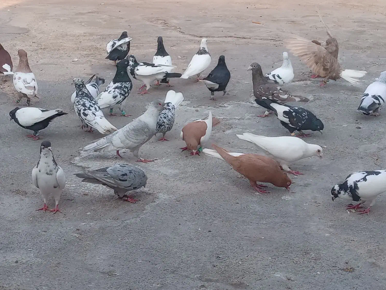 کبوتر رنگی دورگ همه رنگ|پرنده|رامشیر, |دیوار