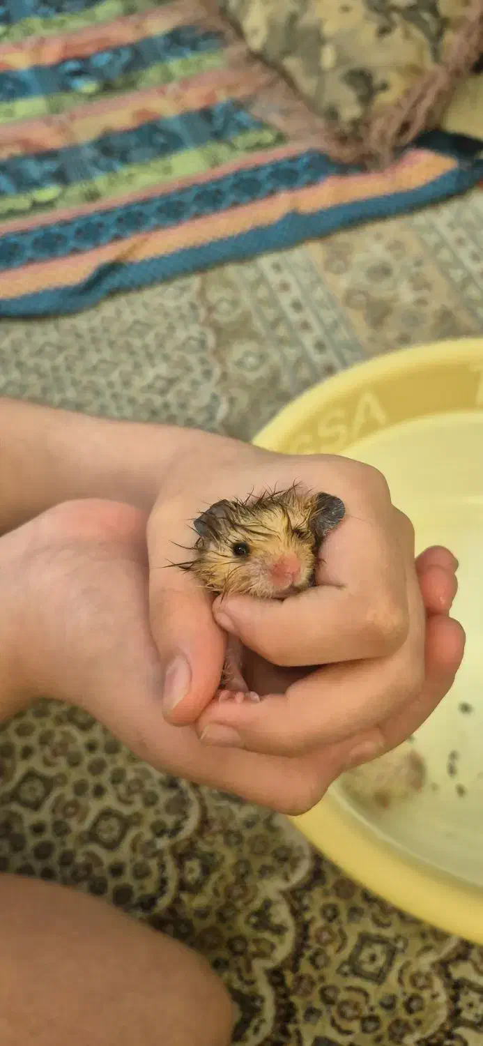 همستر|موش و خرگوش|شیراز, ریشمک|دیوار