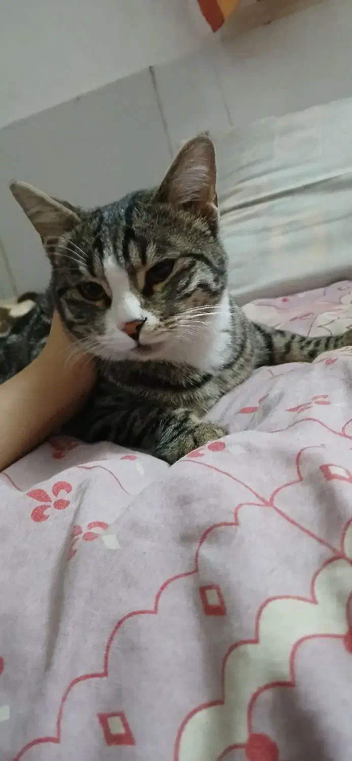 گربه|گربه|بیرجند, |دیوار