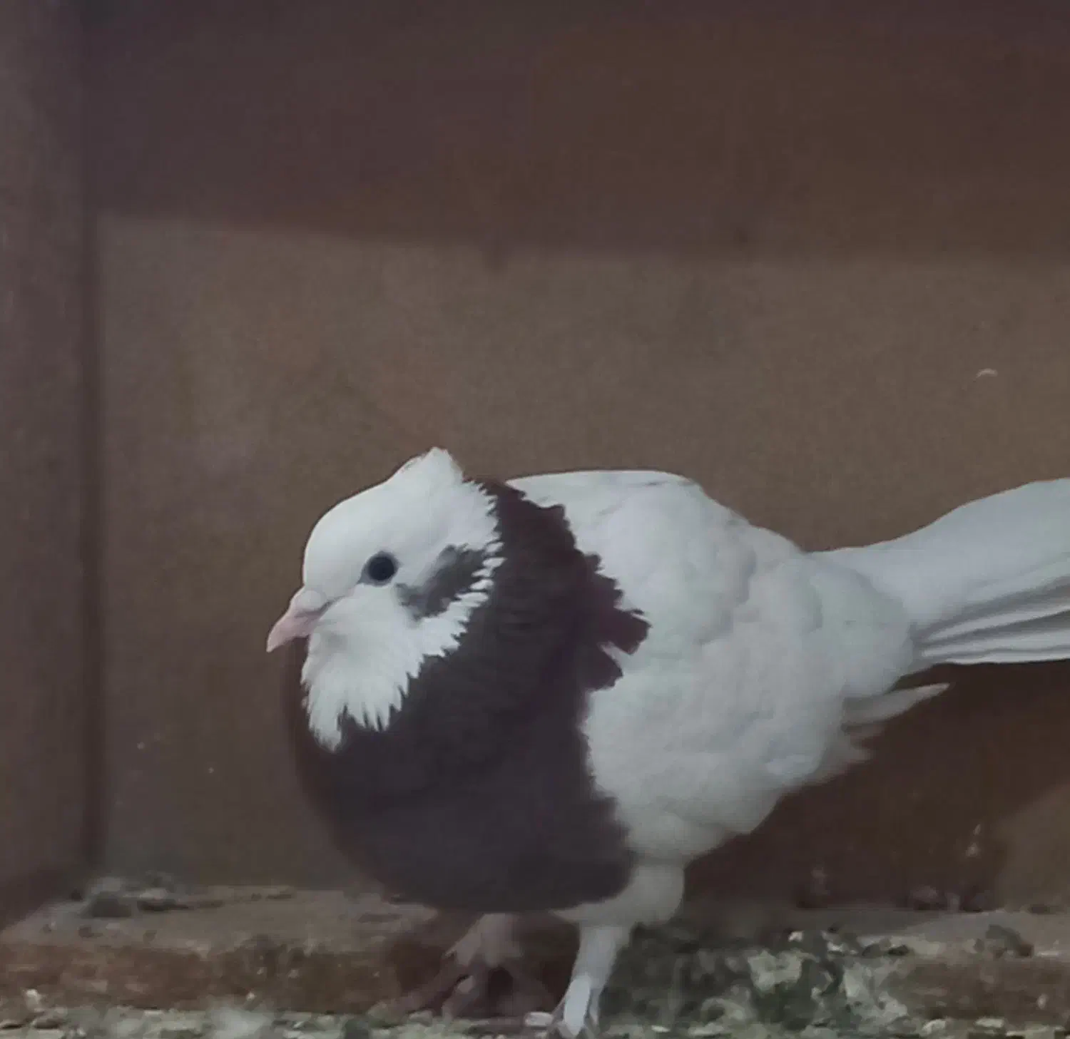 پرنده|پرنده|ارسنجان, |دیوار