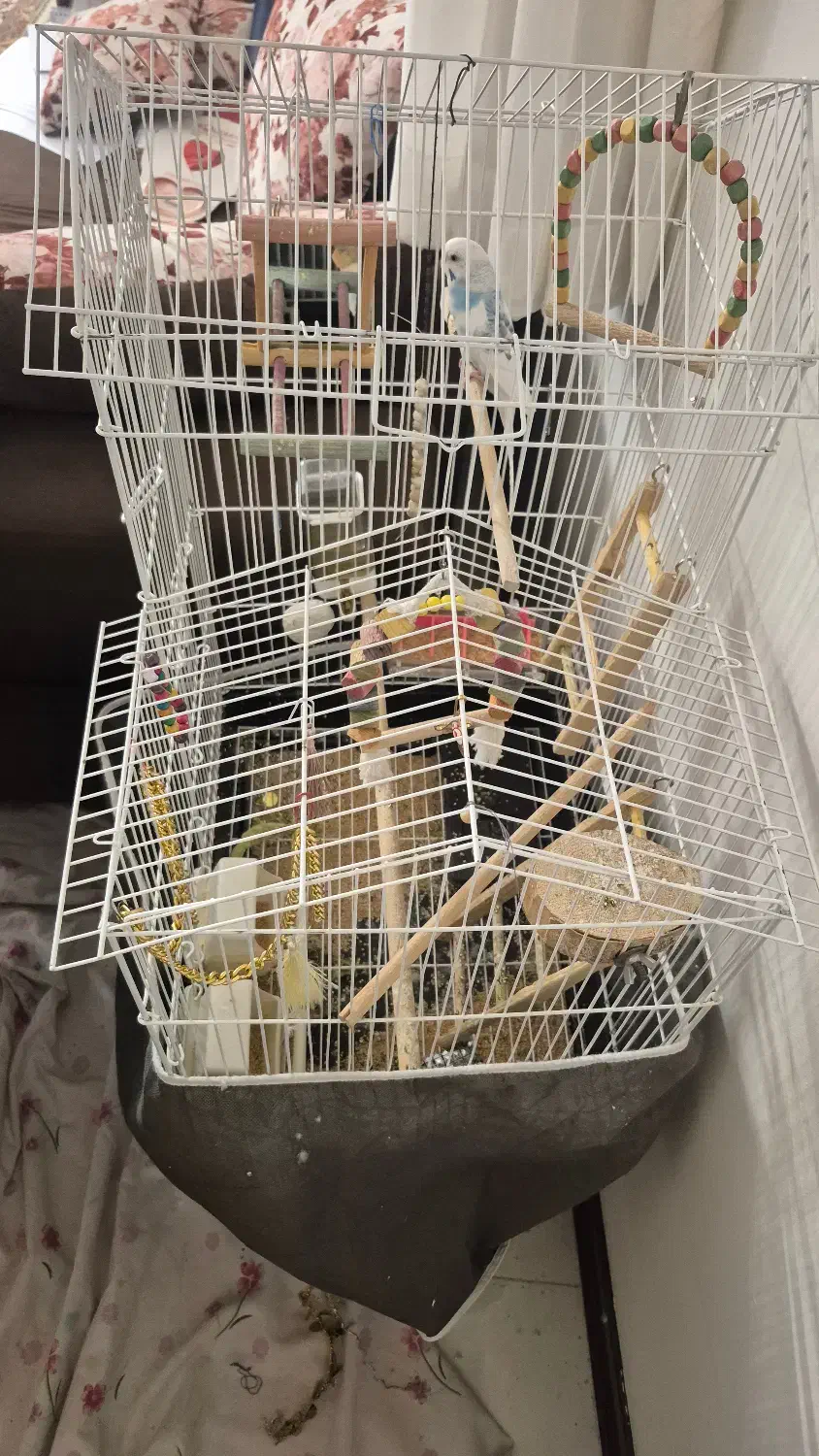 مرغ عشق و قفس بزرگ و وسایل یکجا|پرنده|کرمان, |دیوار