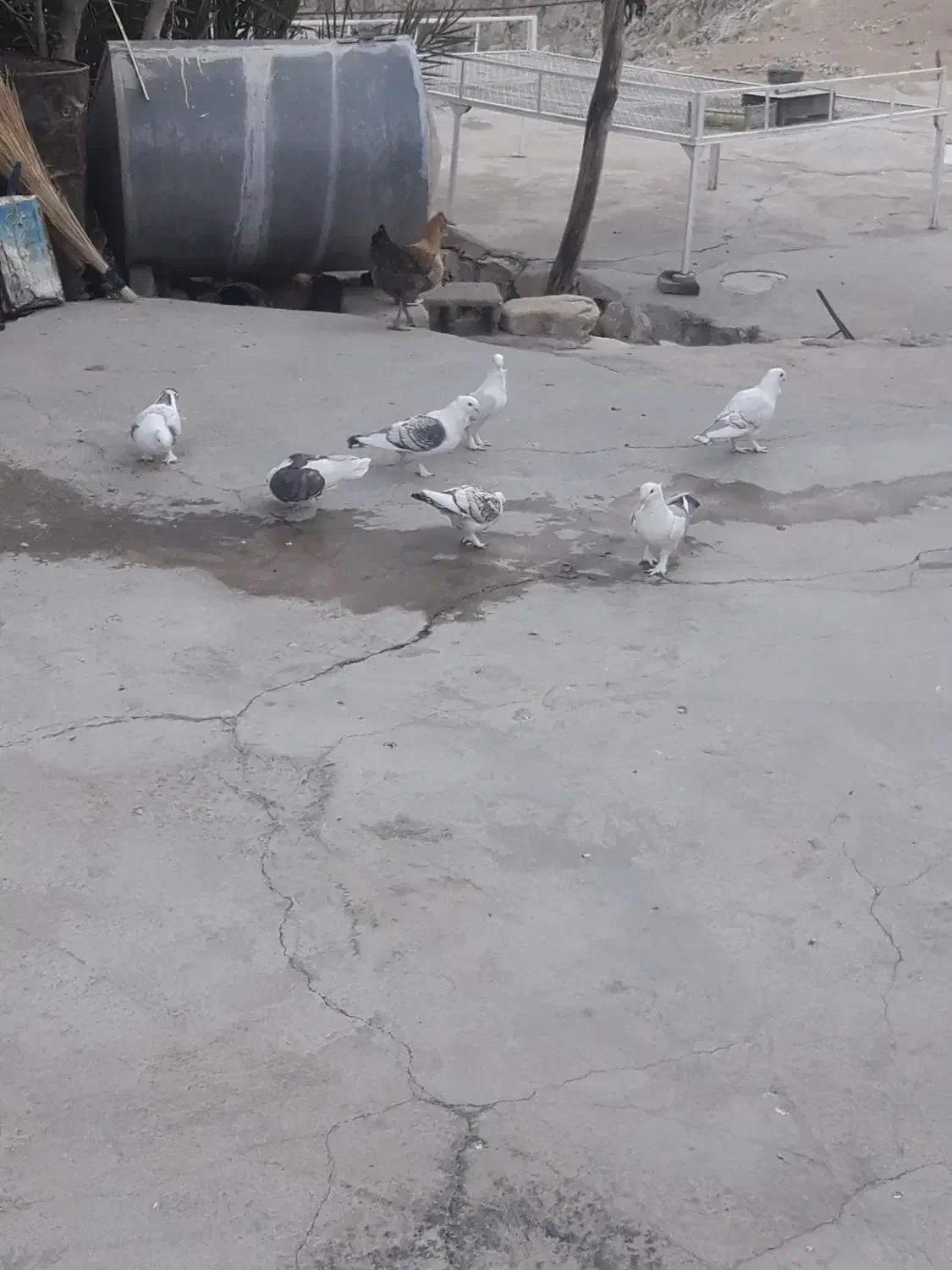 کبوتر دوکت نوک ریز|پرنده|لنده, |دیوار