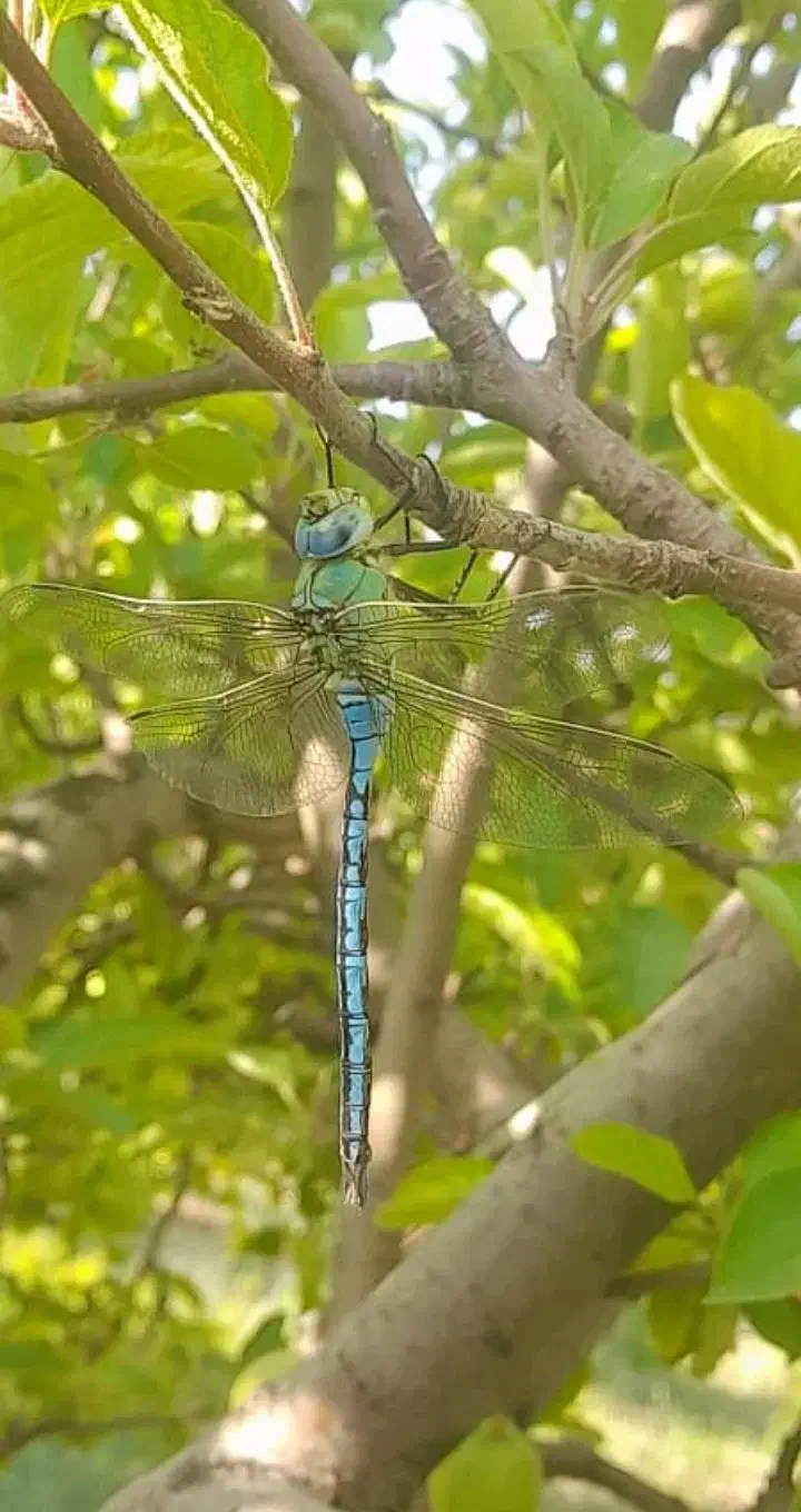 فروش فوری باغ بروجن.شهر گندمان.روستای سناجان|فروش خانه و ویلا|گندمان, |دیوار