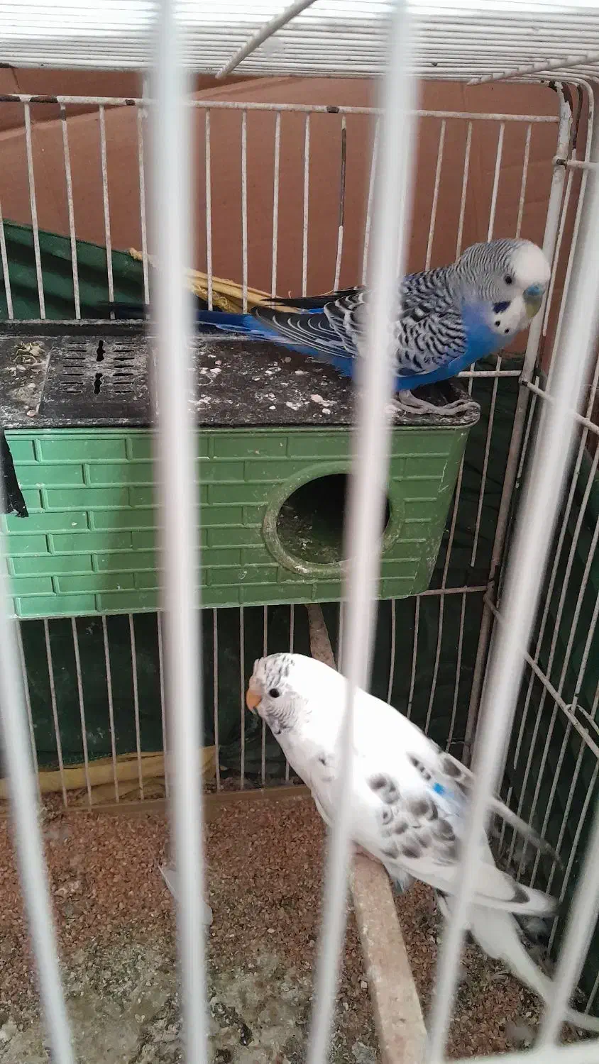 مرغ عشق بشرط معاوضه با عروس هلندی|پرنده|اشتهارد, |دیوار