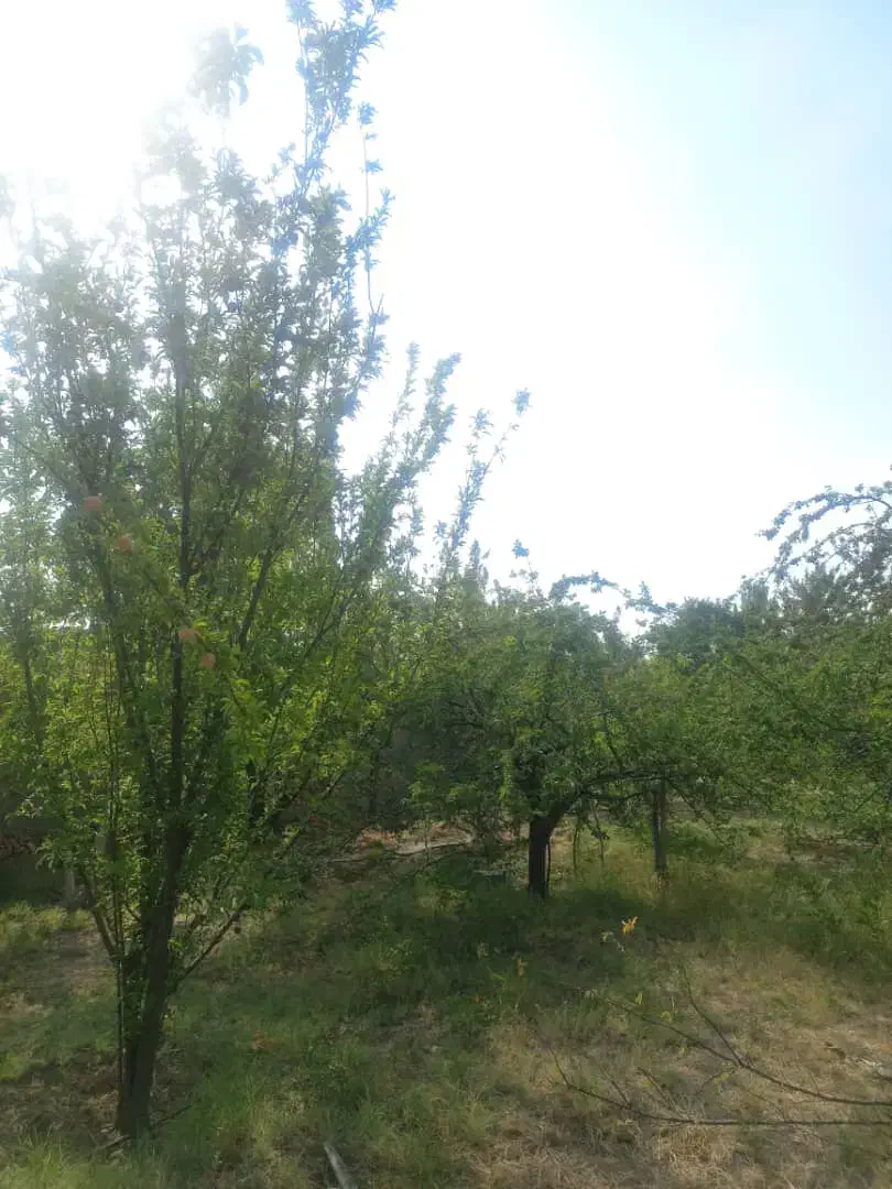 باغ 100متری در دالین|اجارهٔ خانه و ویلا|همایجان, |دیوار