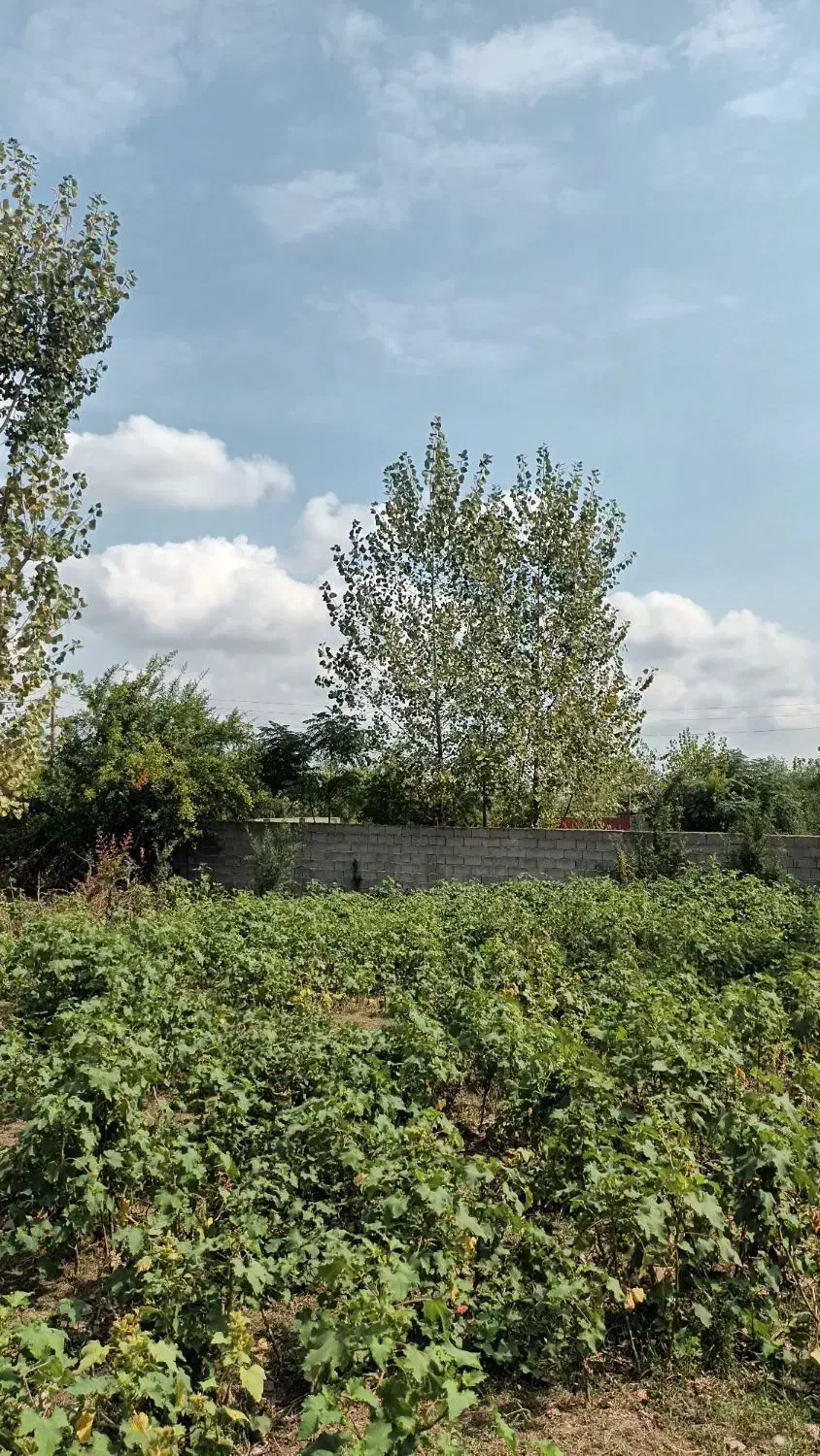 ۴۸۵ متر زمین مسکونی ( روستای توریستی  اولم)|فروش زمین و ملک کلنگی|شاندرمن, |دیوار