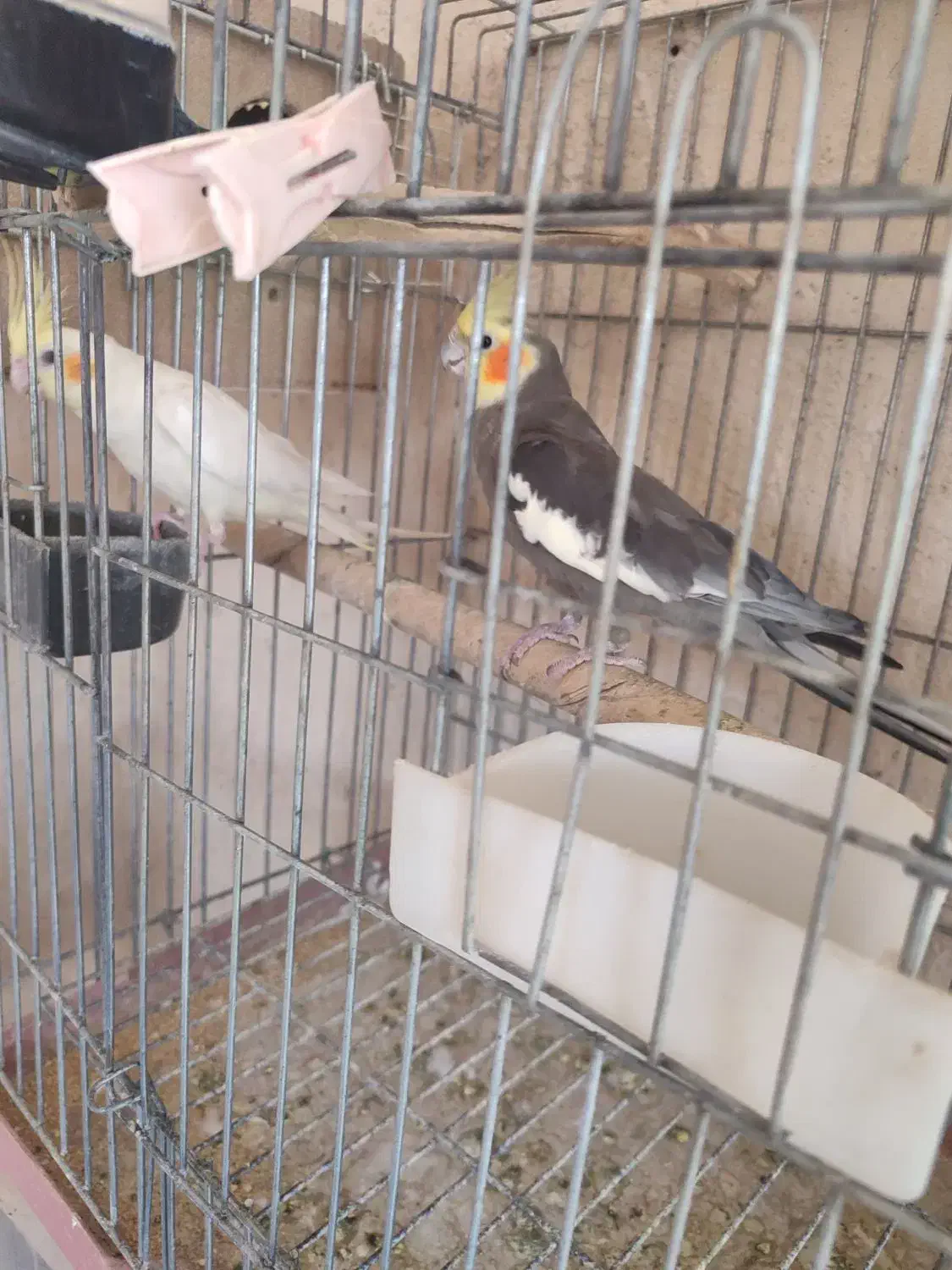 جفت عروس هلندی کارداده|پرنده|یزد, |دیوار