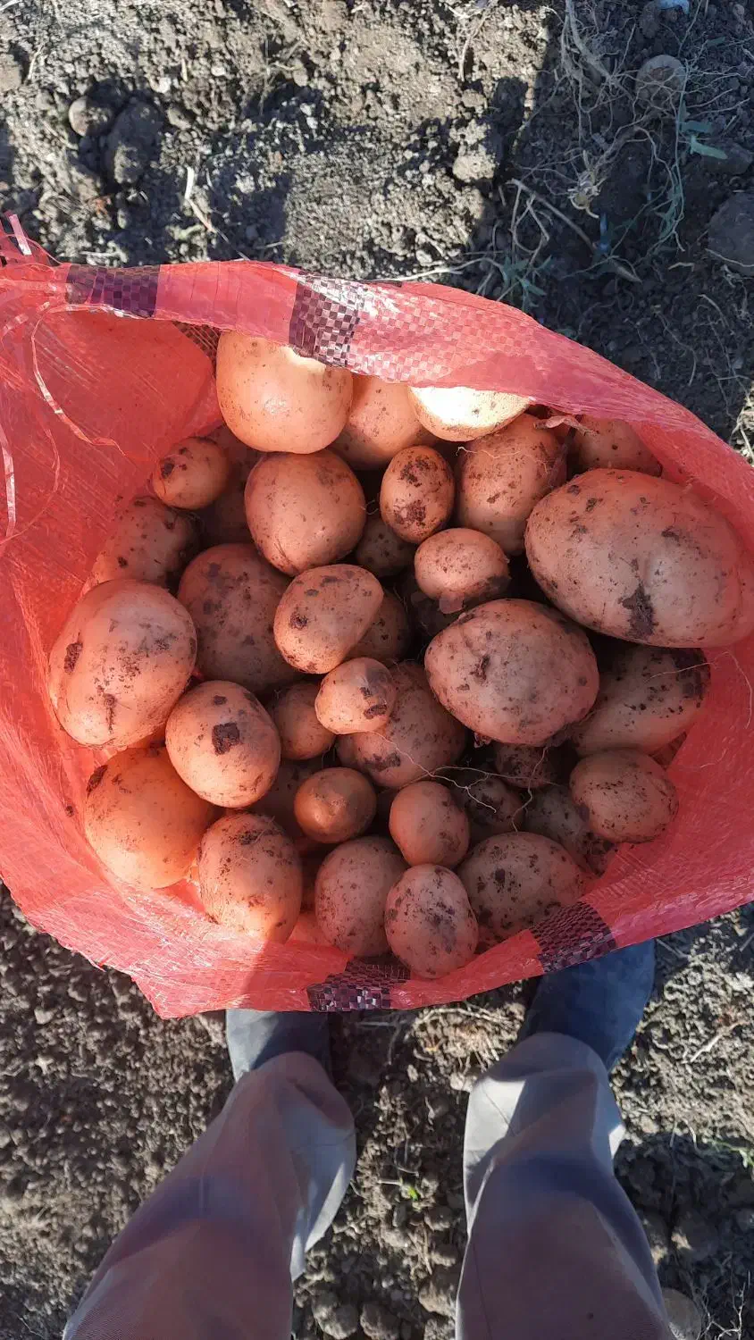 سیب زمینی پانامرا ۴۰۱. خوش رنگ و با کیفیت|خوردنی و آشامیدنی|اقلید, |دیوار