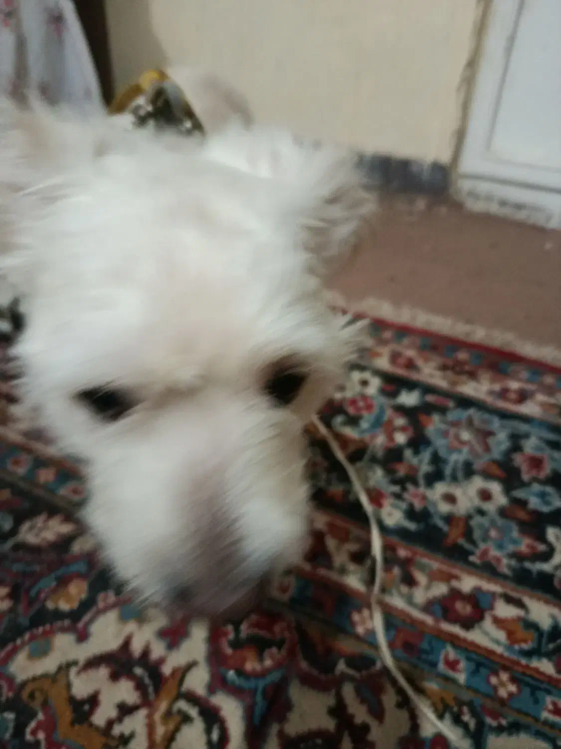 واگذاری رایگان|سگ|شاهین‌شهر, شهرک امام علی|دیوار