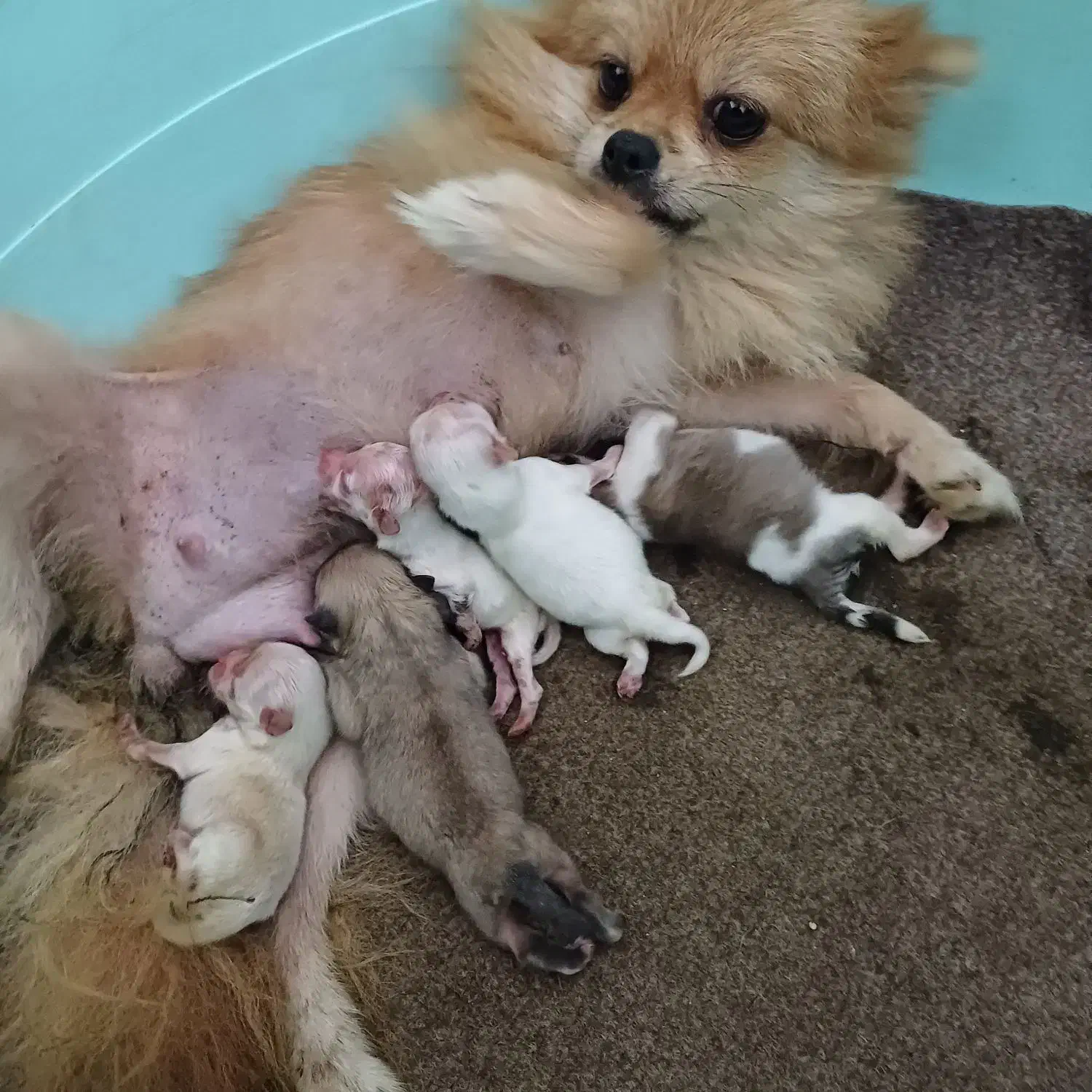 ۵ تا ماده پامرانین زیبا|سگ|ساری, |دیوار