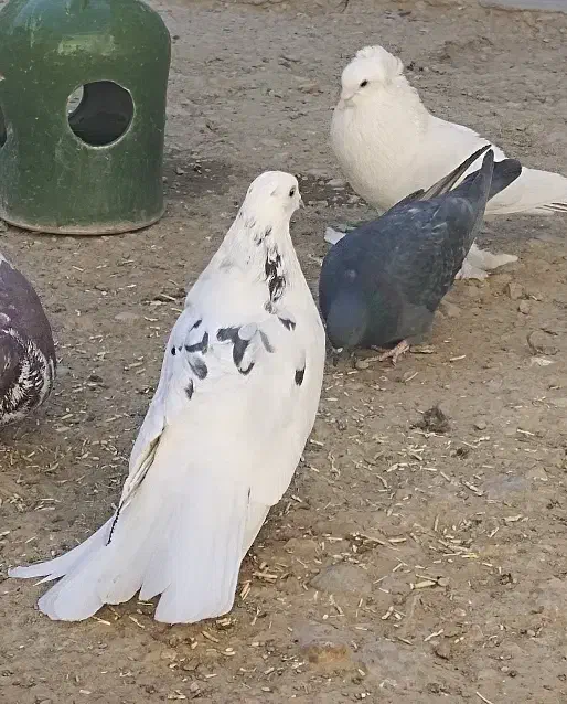 نر پور|پرنده|بن, |دیوار