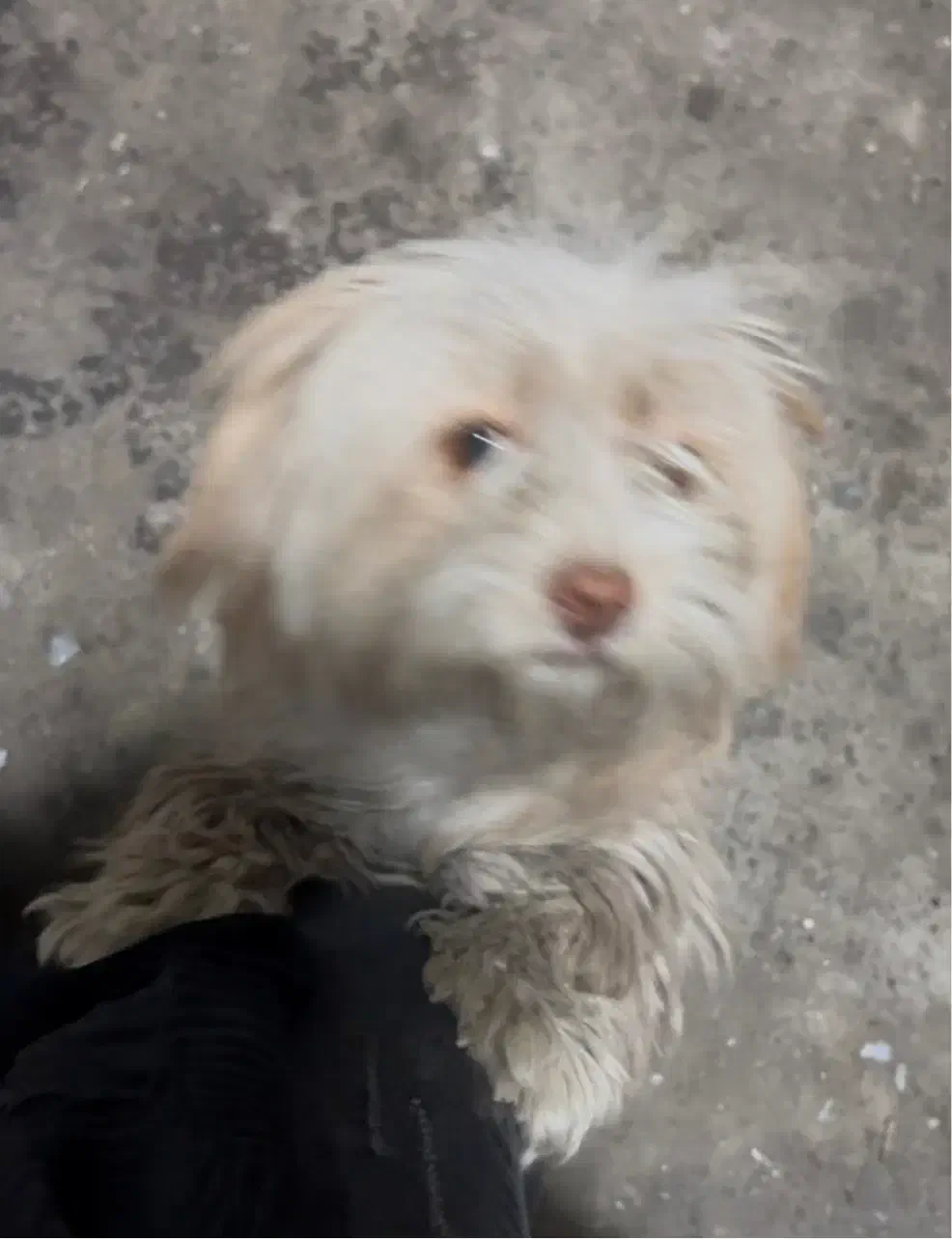 سگ گمشده حوالی مایان کوی اطلس|سگ|تبریز, |دیوار