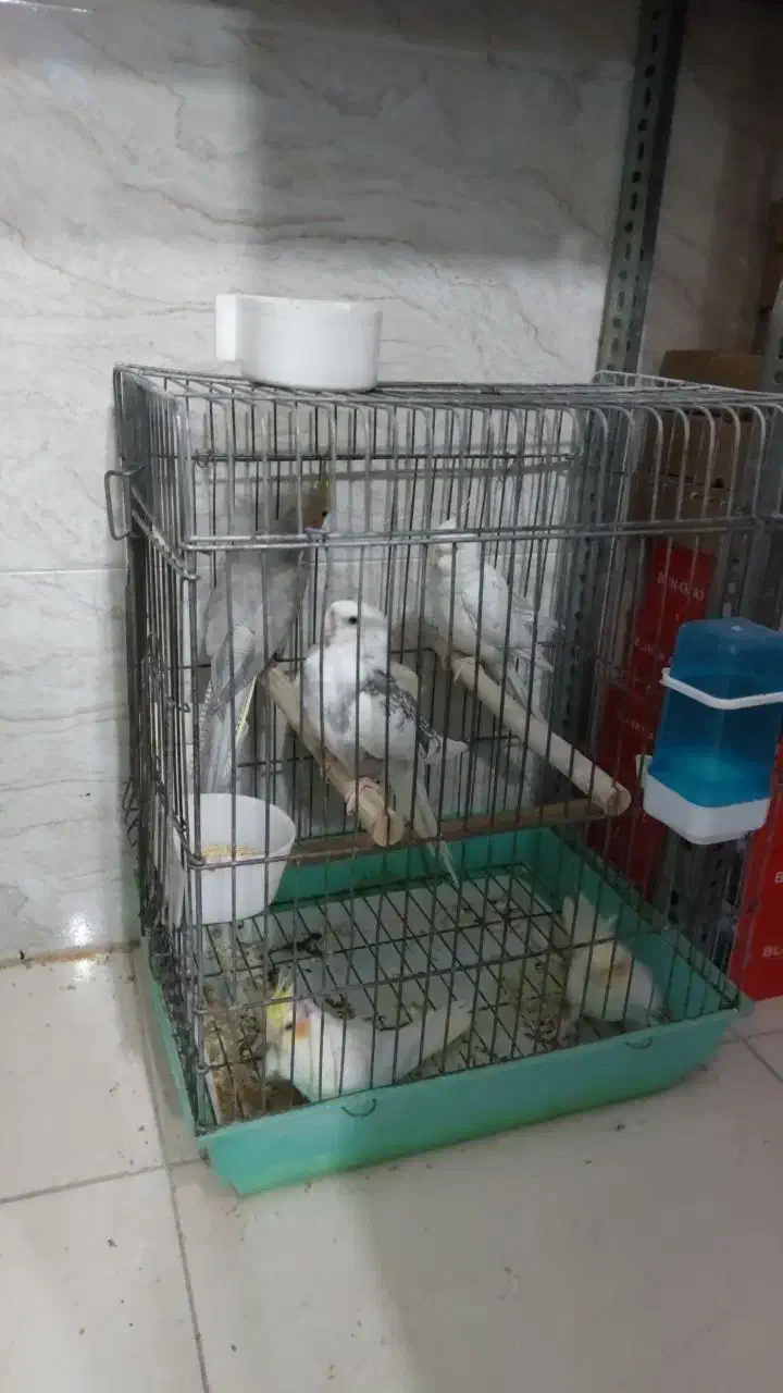 عروس هلندی البینو|پرنده|باغستان, |دیوار