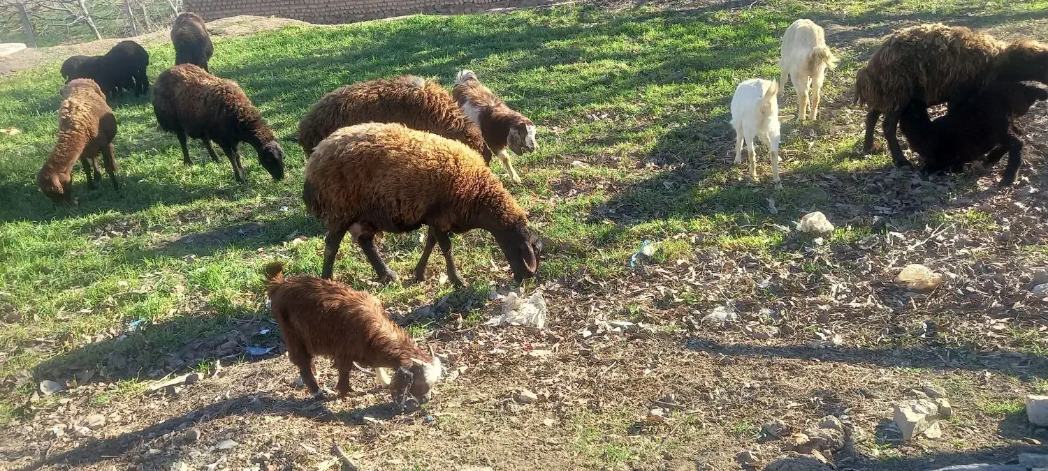 میش|حیوانات مزرعه|طاغنکوه, |دیوار