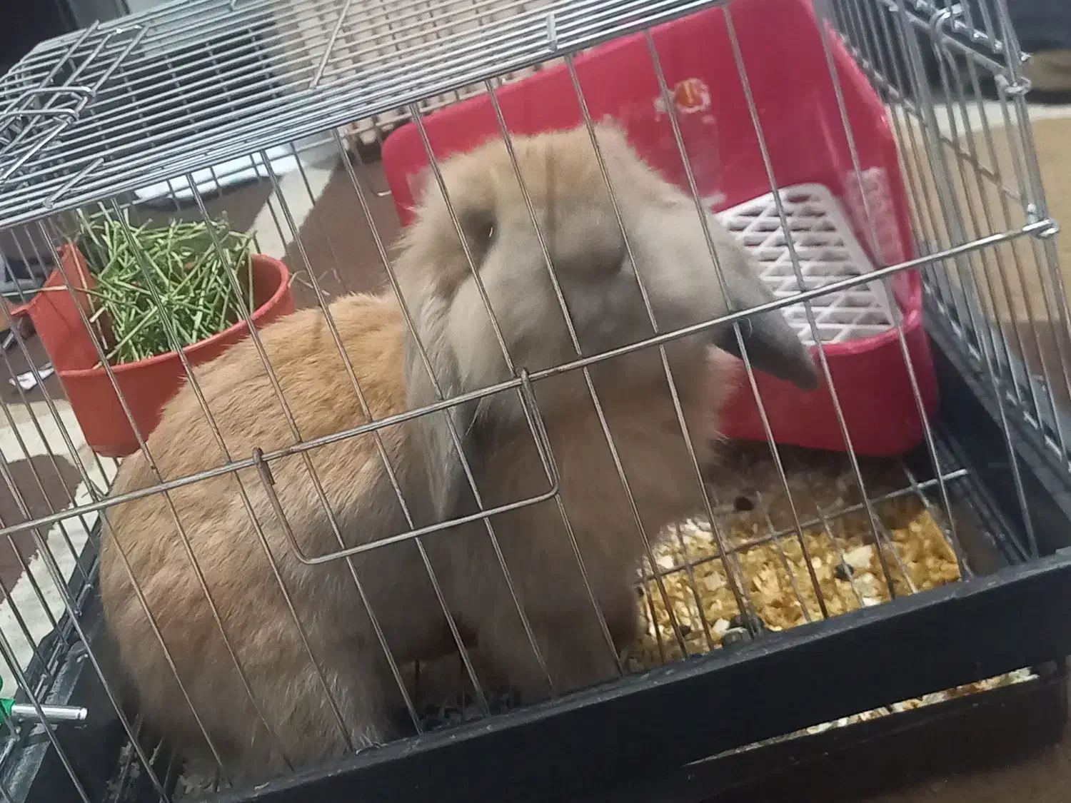 خرگوش لپی|موش و خرگوش|چناران, |دیوار