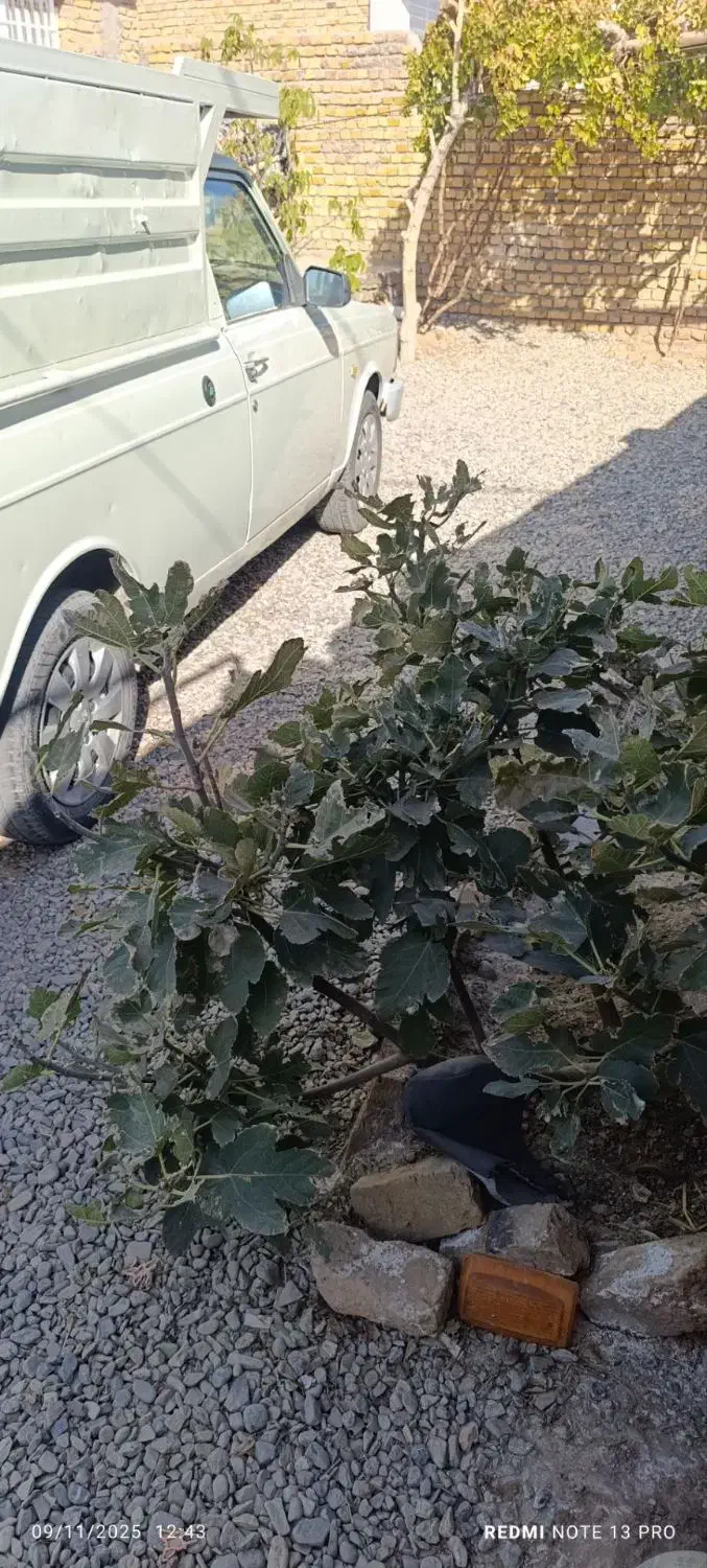 وانت پیکان مدل ۹۳|خودرو سواری و وانت|تربتحیدریه, میدان مرکزی|دیوار