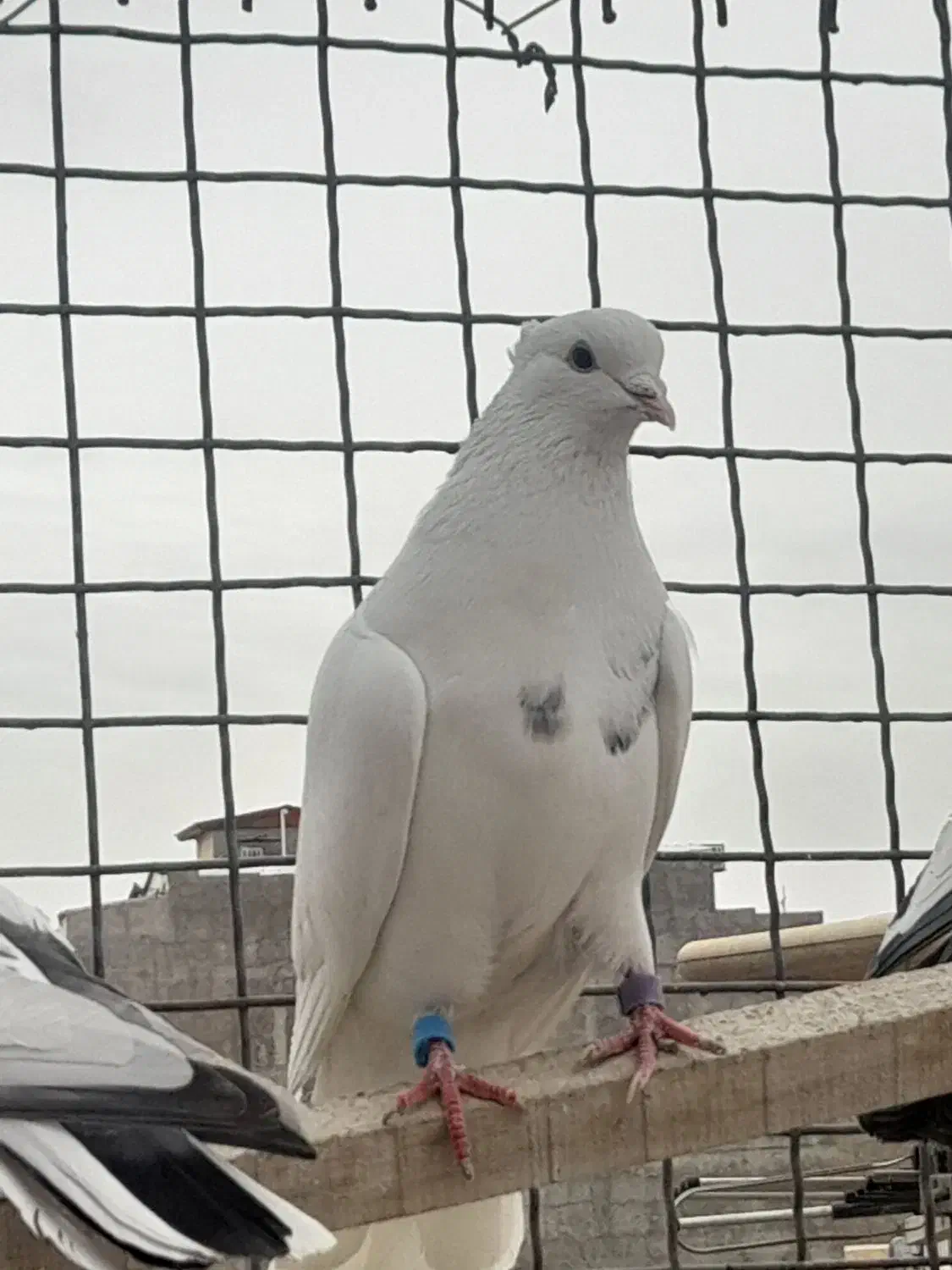 کفتر سفید کاکلی|پرنده|محمدشهر, محمدشهر|دیوار