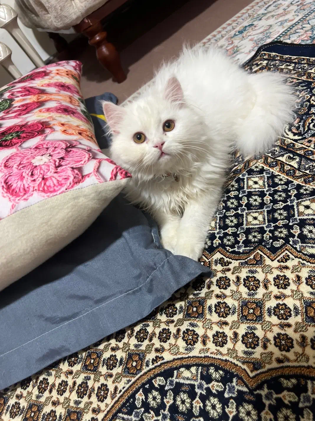 گربه|گربه|ماکو, |دیوار