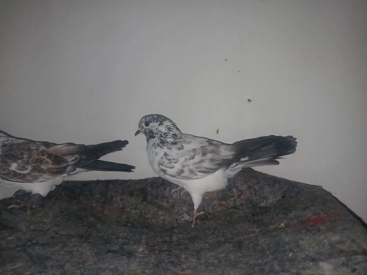 کفتر|پرنده|قرچک, ولی آباد|دیوار