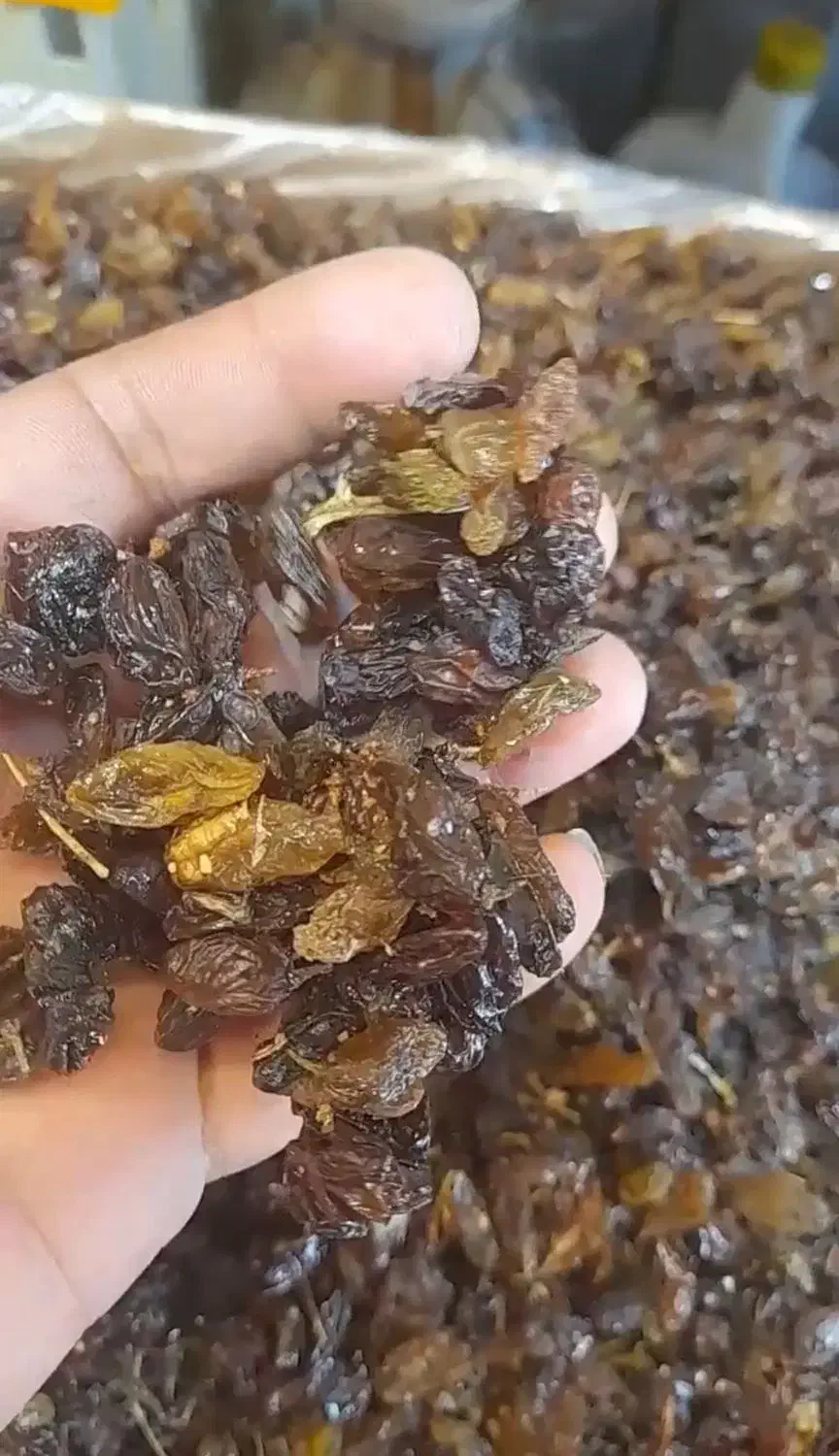 کشمش کاشمر|عمده‌فروشی|هامون, |دیوار