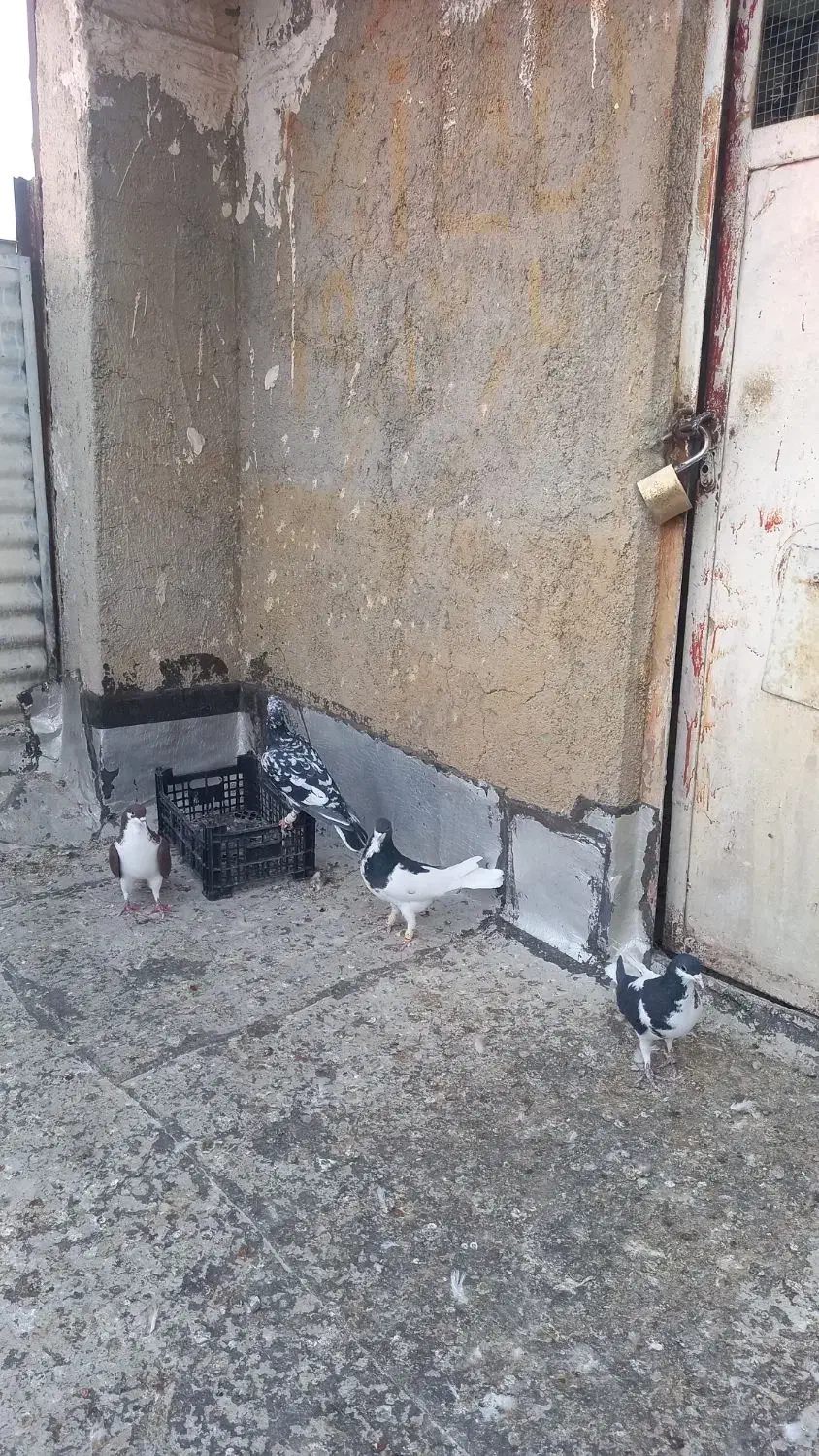 کبوتر|پرنده|قزوین, |دیوار