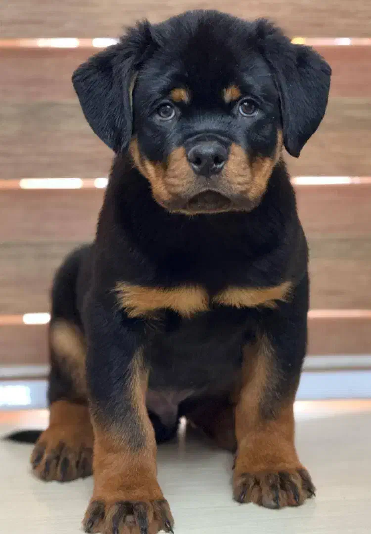 توله سگ روتوایلر.روتفایلر اصیل نگهبان|سگ|اصفهان, قلعه طبره|دیوار