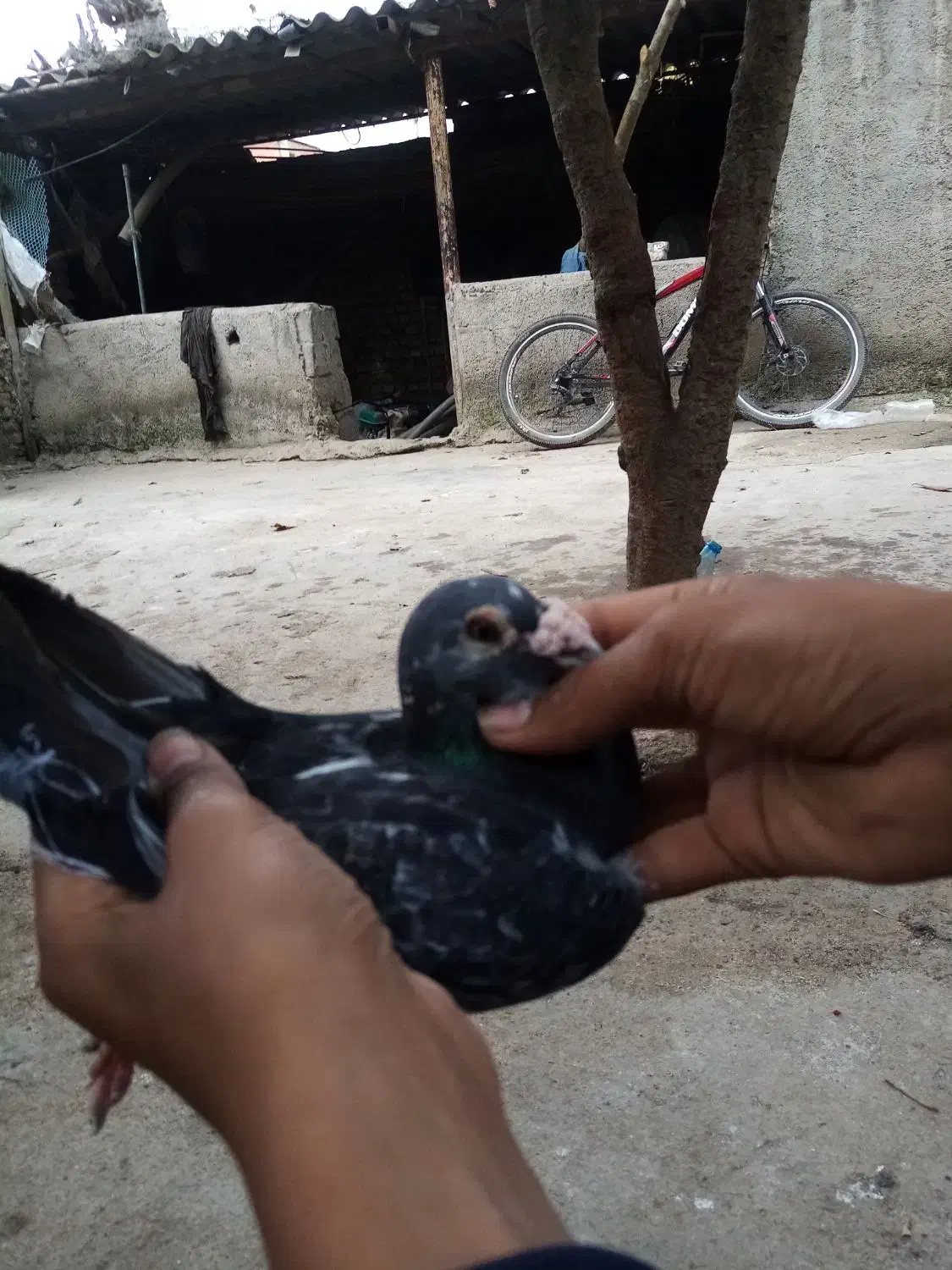 کبوتر مسافتی معاوضه|پرنده|خان ببین, |دیوار