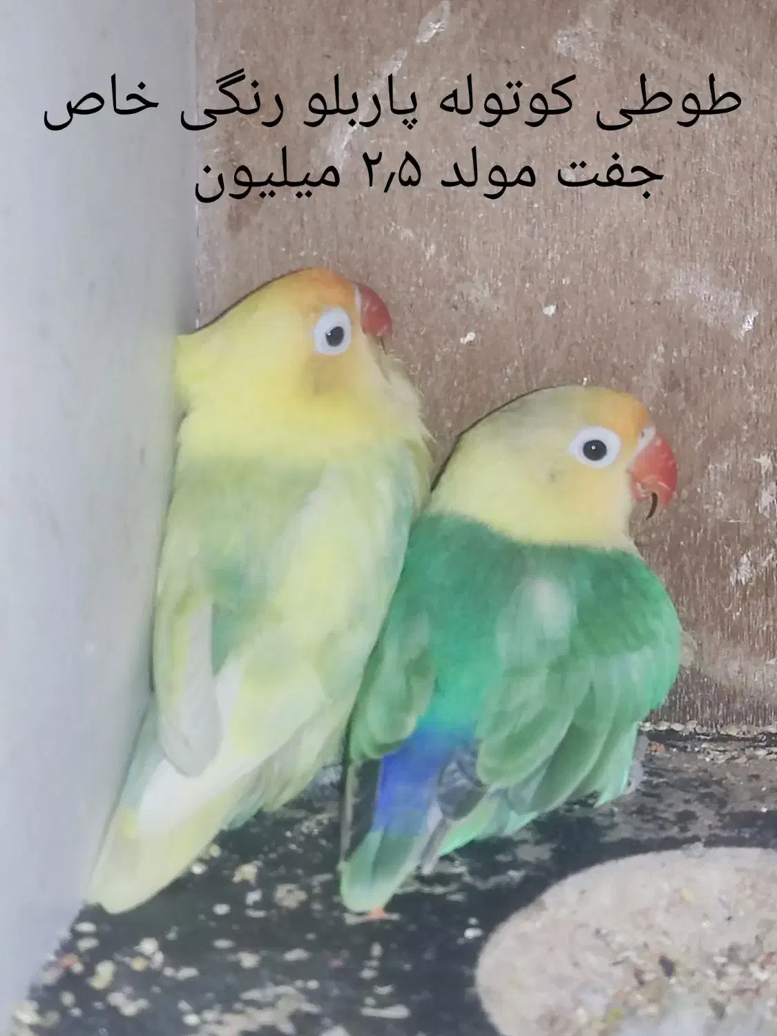 جفت کوتوله مولد رنگ و نژاد خاص معاوضه با گرینچیک..|پرنده|بابل, |دیوار