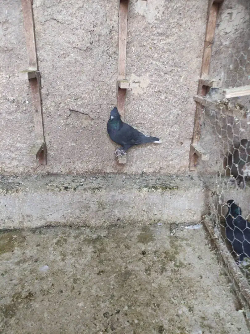 دم سفید جوان|پرنده|شیراز, تندگویان|دیوار