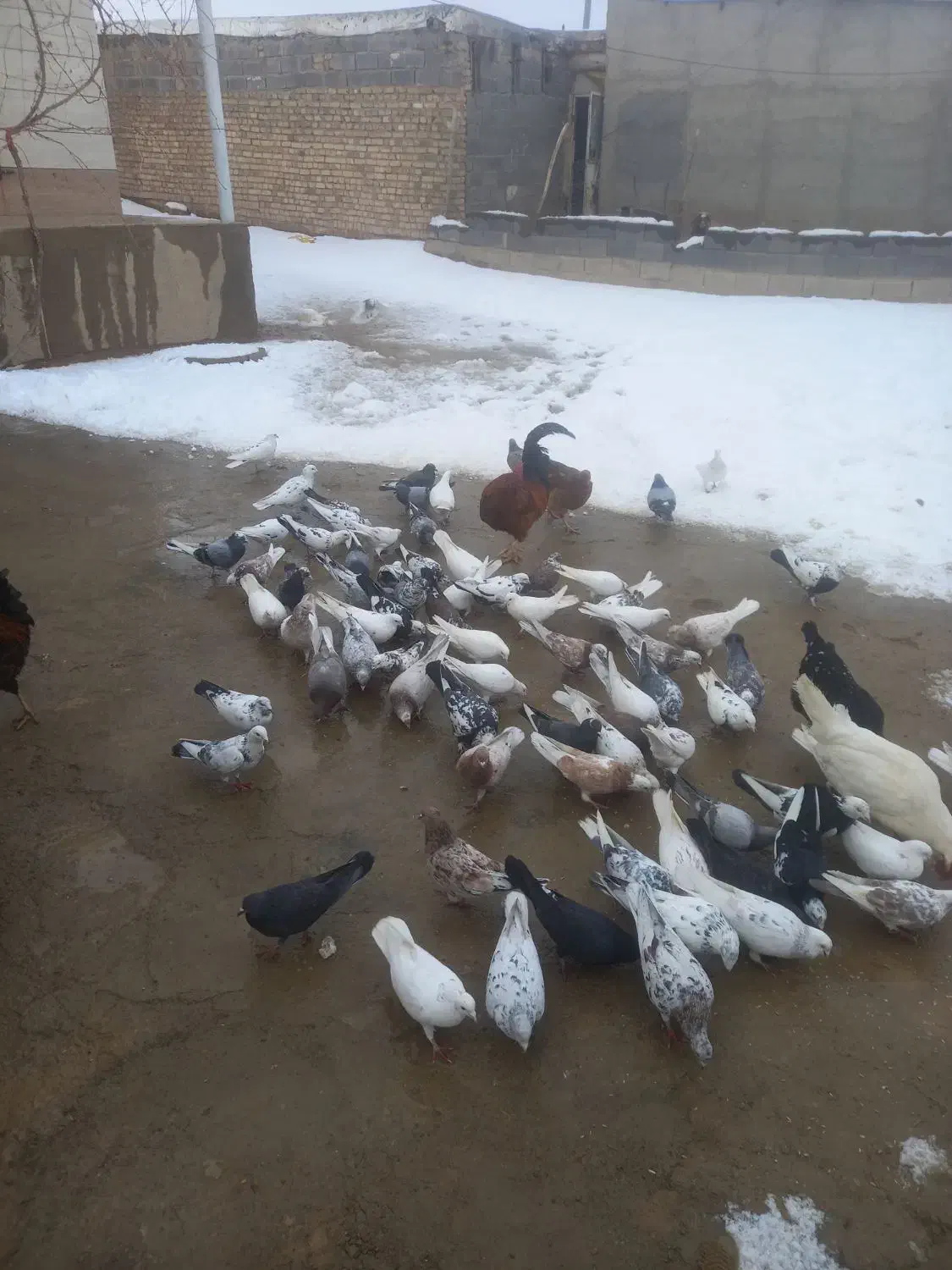 کفتر پرشی|پرنده|سردرود, |دیوار