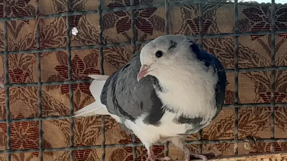 کبوتر گمشده|پرنده|گنبد کاووس, |دیوار