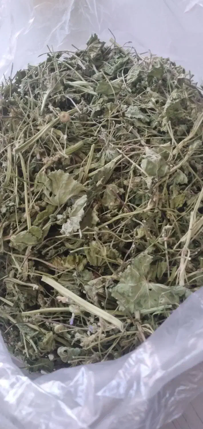 گیاه پنیرک خشک شده(امن کومنجی)|خوردنی و آشامیدنی|خواجه, |دیوار